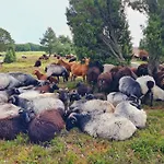 Heide Ferien - Hof Bockelmann * Bispingen